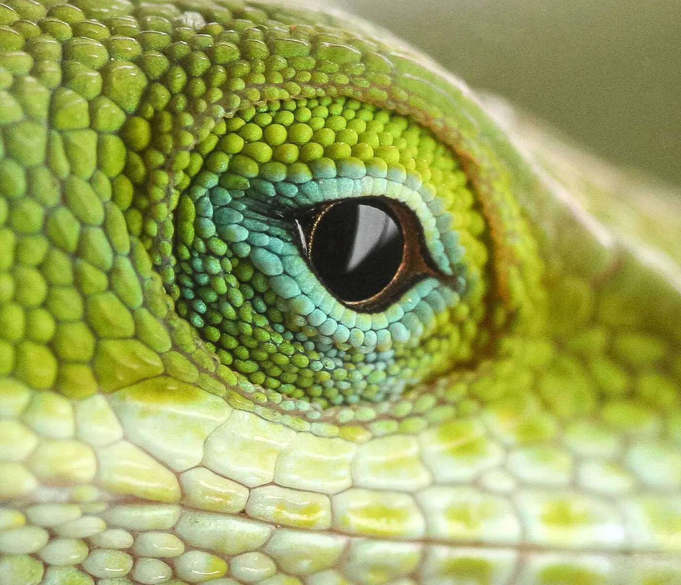 Green Anole