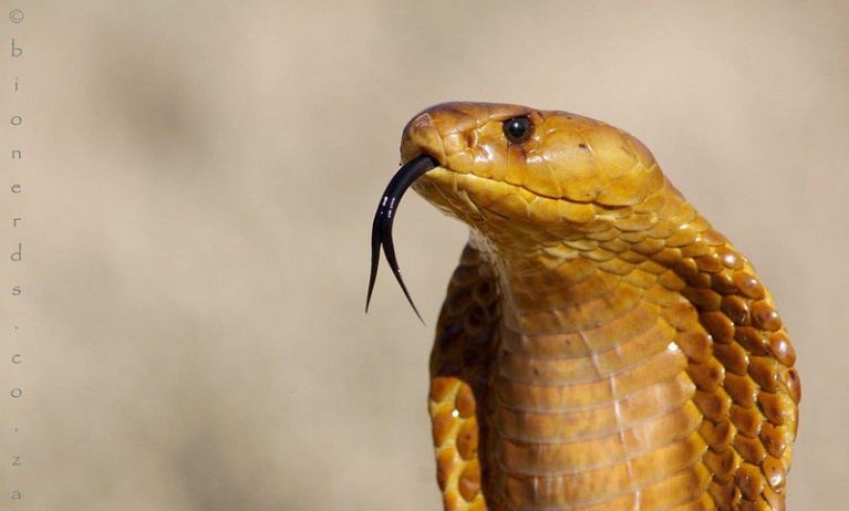 Cape Cobra