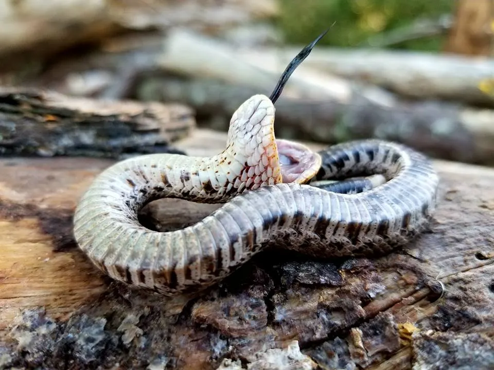 Eastern Hog-nosed Snake exhibiting death-feigning behavior