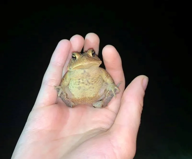 Toad near a porch light