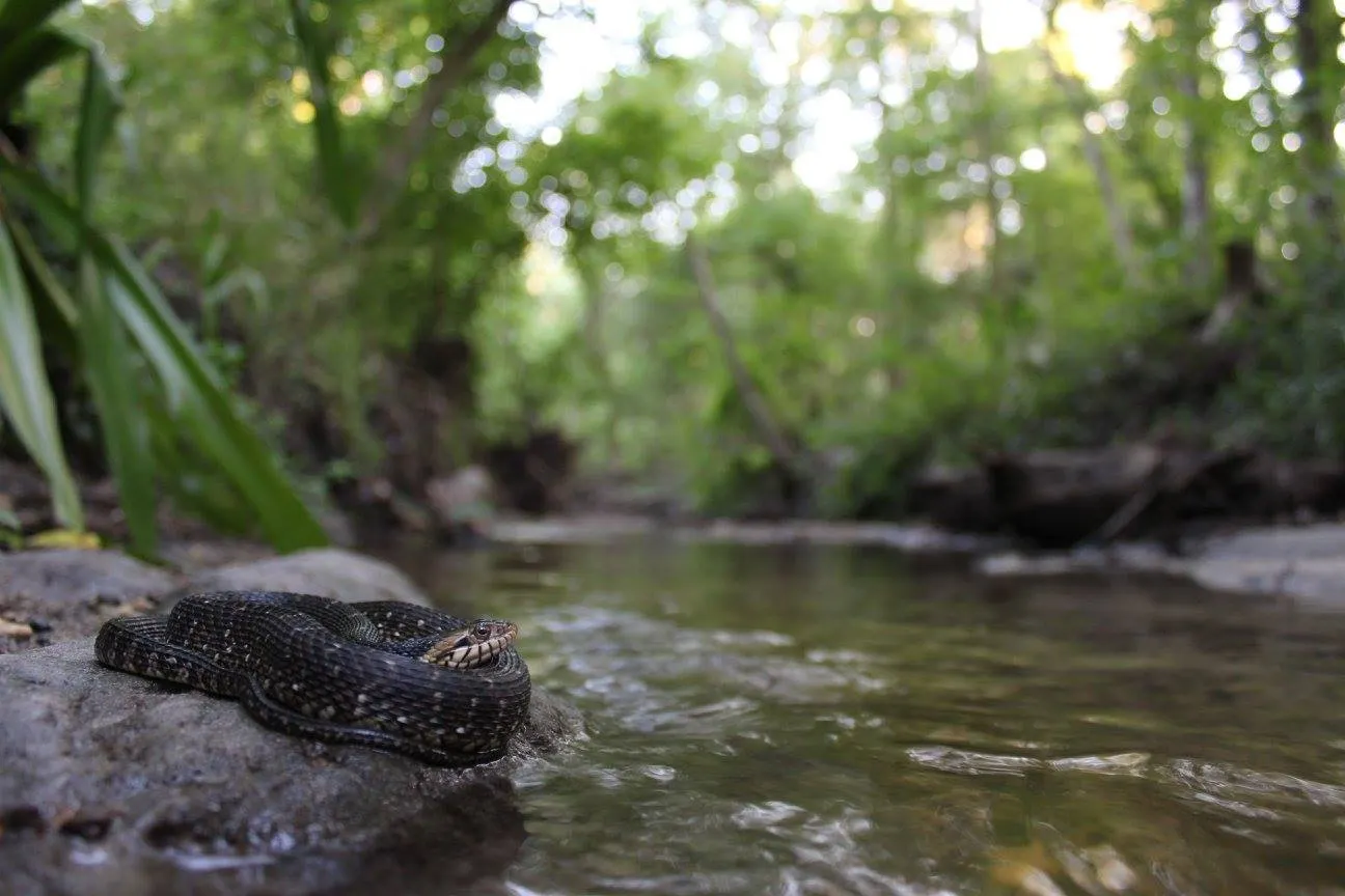 Florida Watersnake