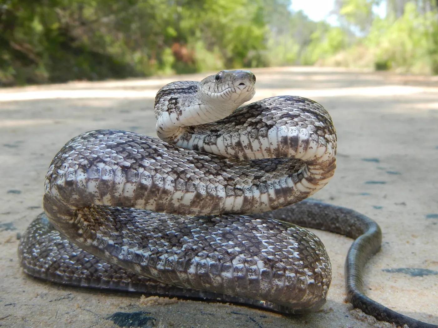 Gray Ratsnake coiled in a defensive posture