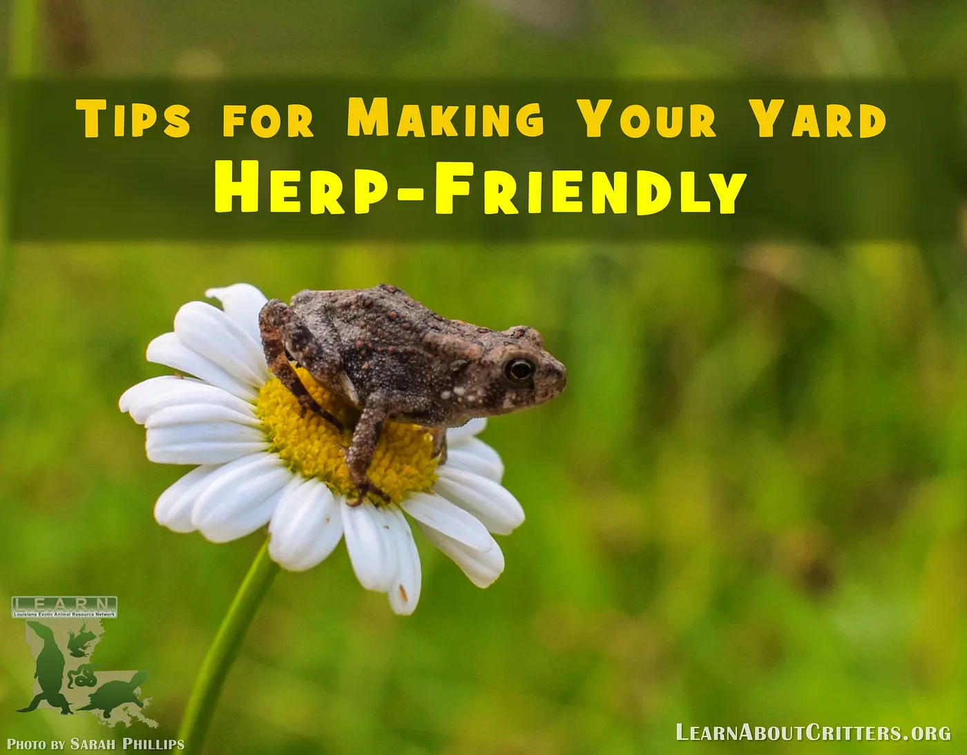 Tips for making your yard herp-friendly, illustrated with a toad on a flower