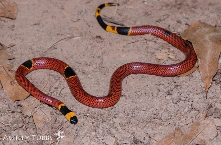 Texas Coralsnake with an aberrant pattern