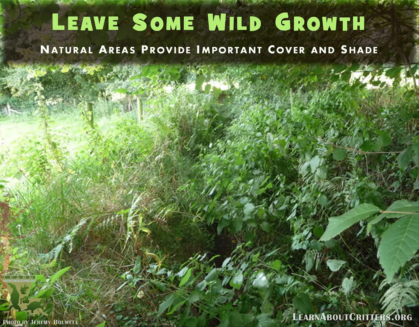 Leave some wild growth: natural areas provide important cover and shade