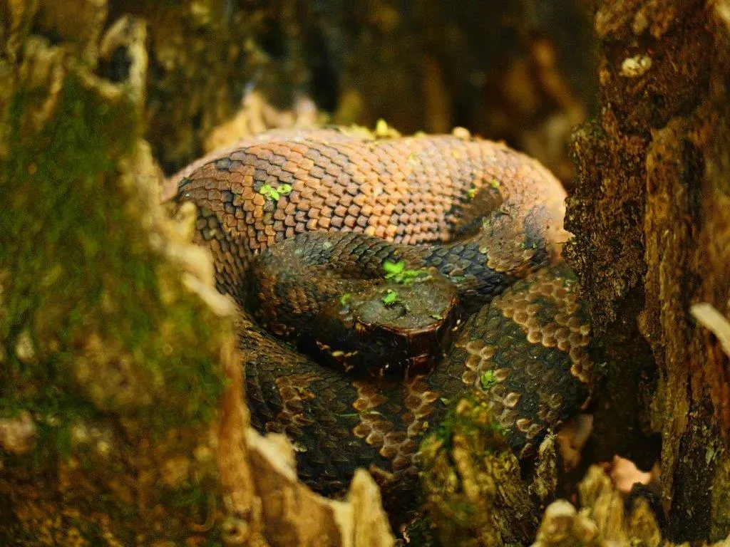 Northern Cottonmouth