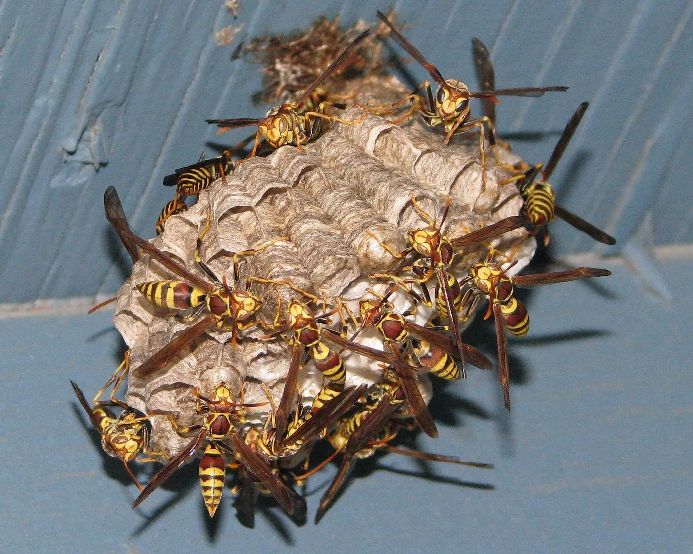 Paper wasps raising their wings while guarding a nest