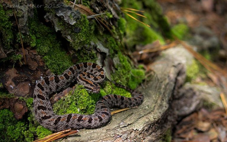Western Pygmy Rattlesnake