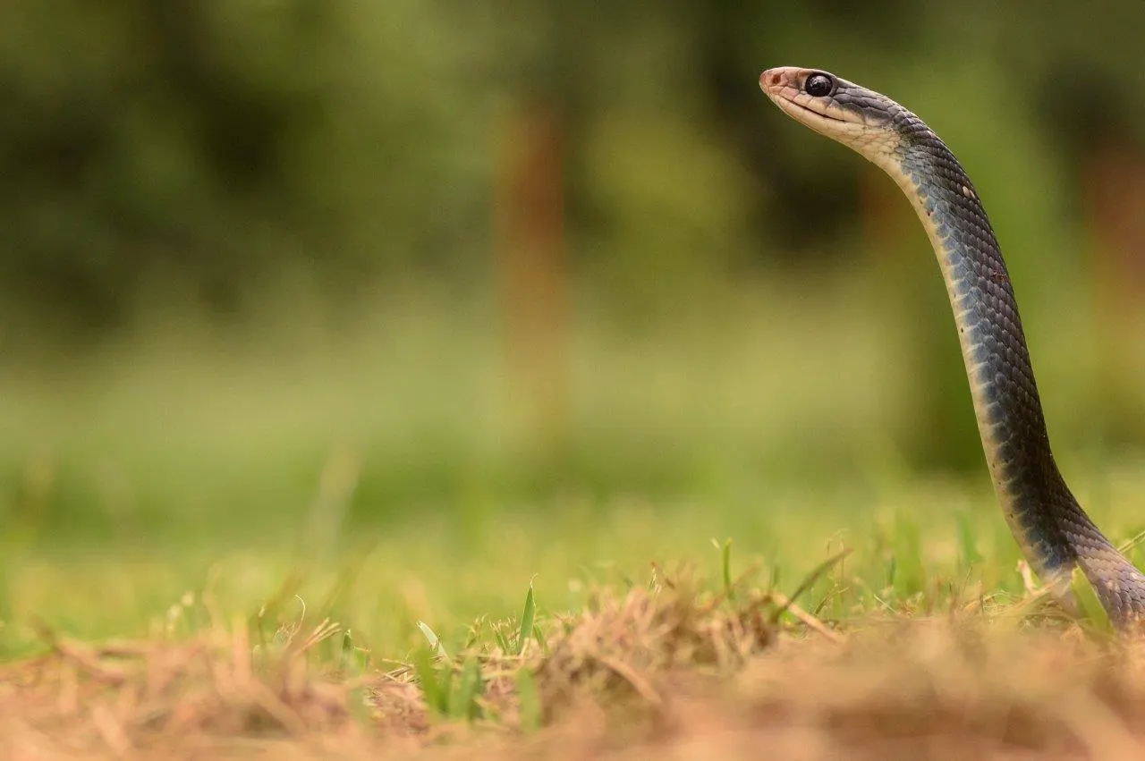 Black-masked Racer