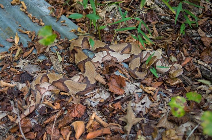 Eastern Copperheads mating