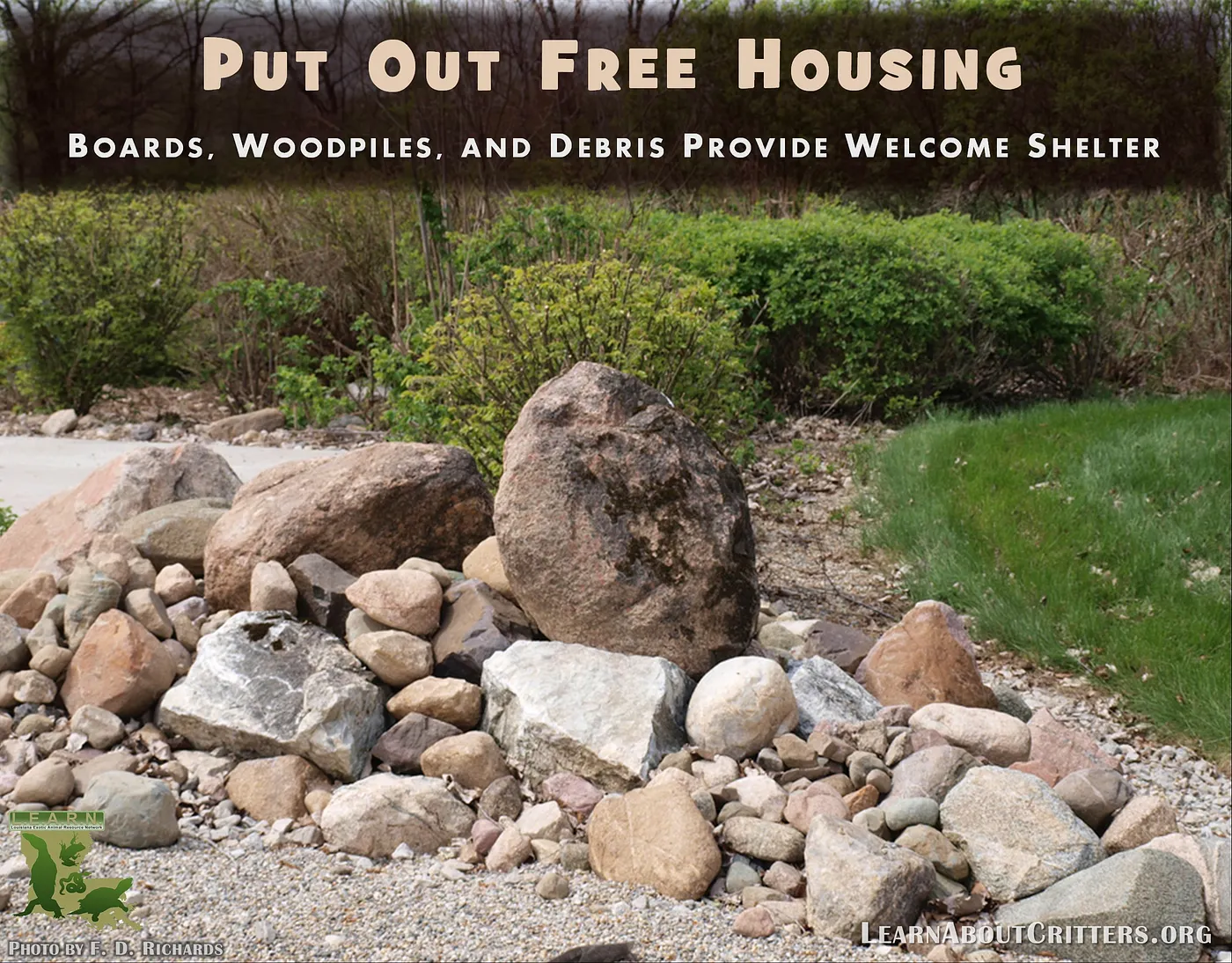 Put out free housing: boards, woodpiles, and debris provide welcome shelter