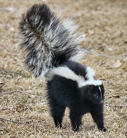 Striped Skunk with its tail raised in a defensive display