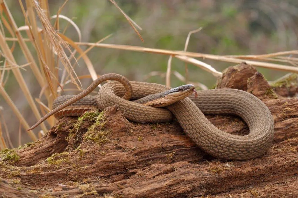 Queensnake
