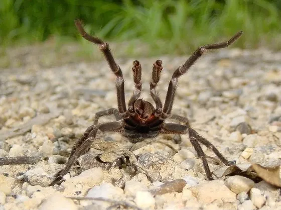 Tarantula raising its legs in a defensive display