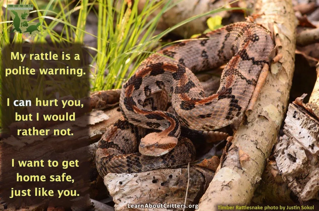 Timber Rattlesnake warning graphic: My rattle is a polite warning. I can hurt you, but I would rather not. I want to get home safe, just like you.