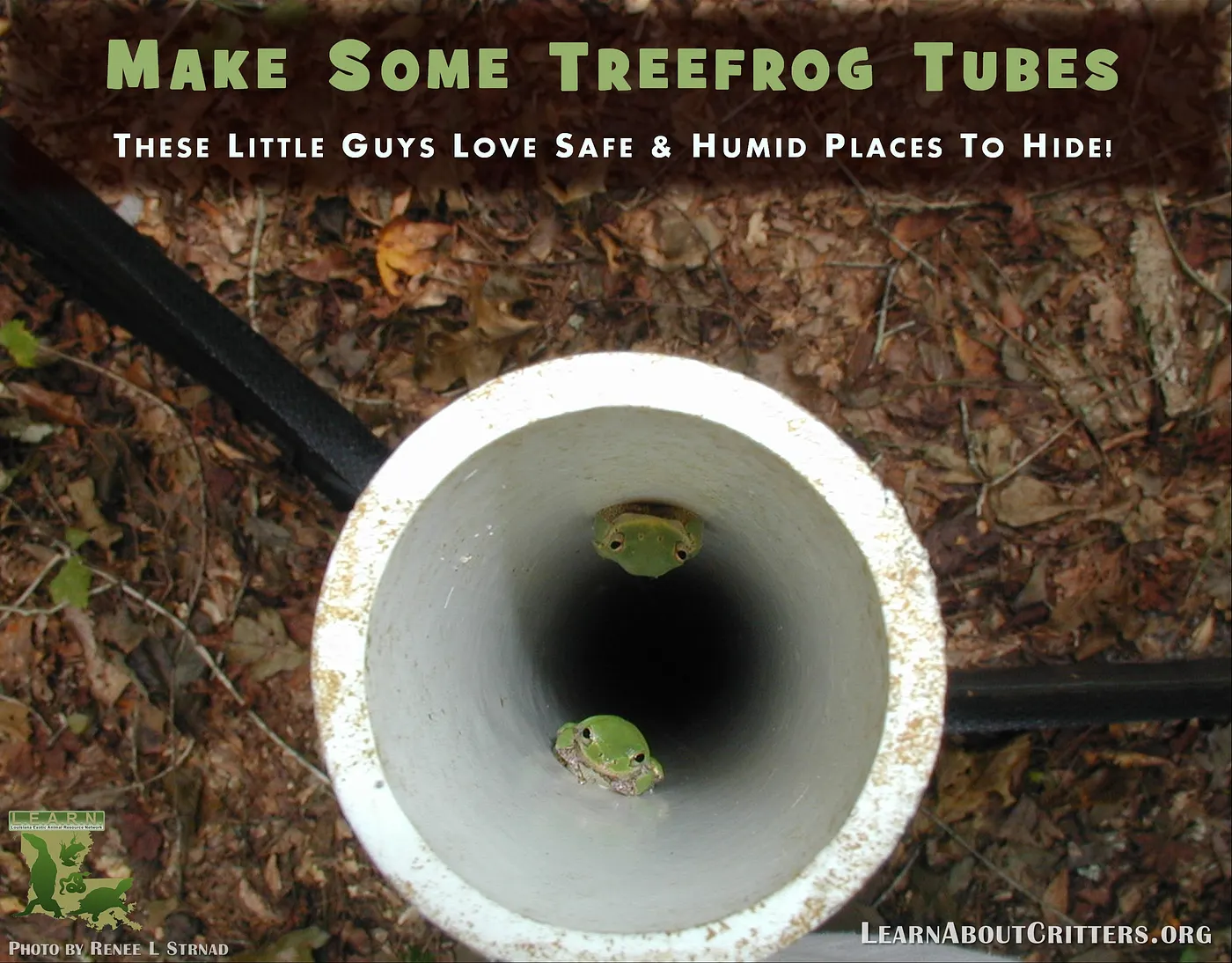 Green Treefrogs