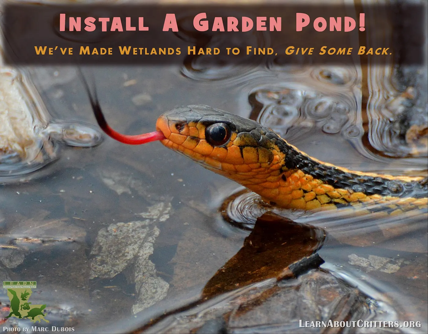 Eastern Gartersnake