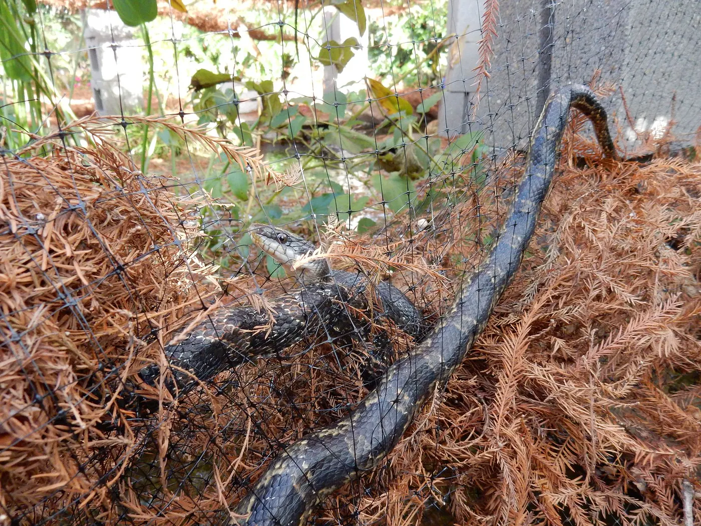 Western Ratsnake