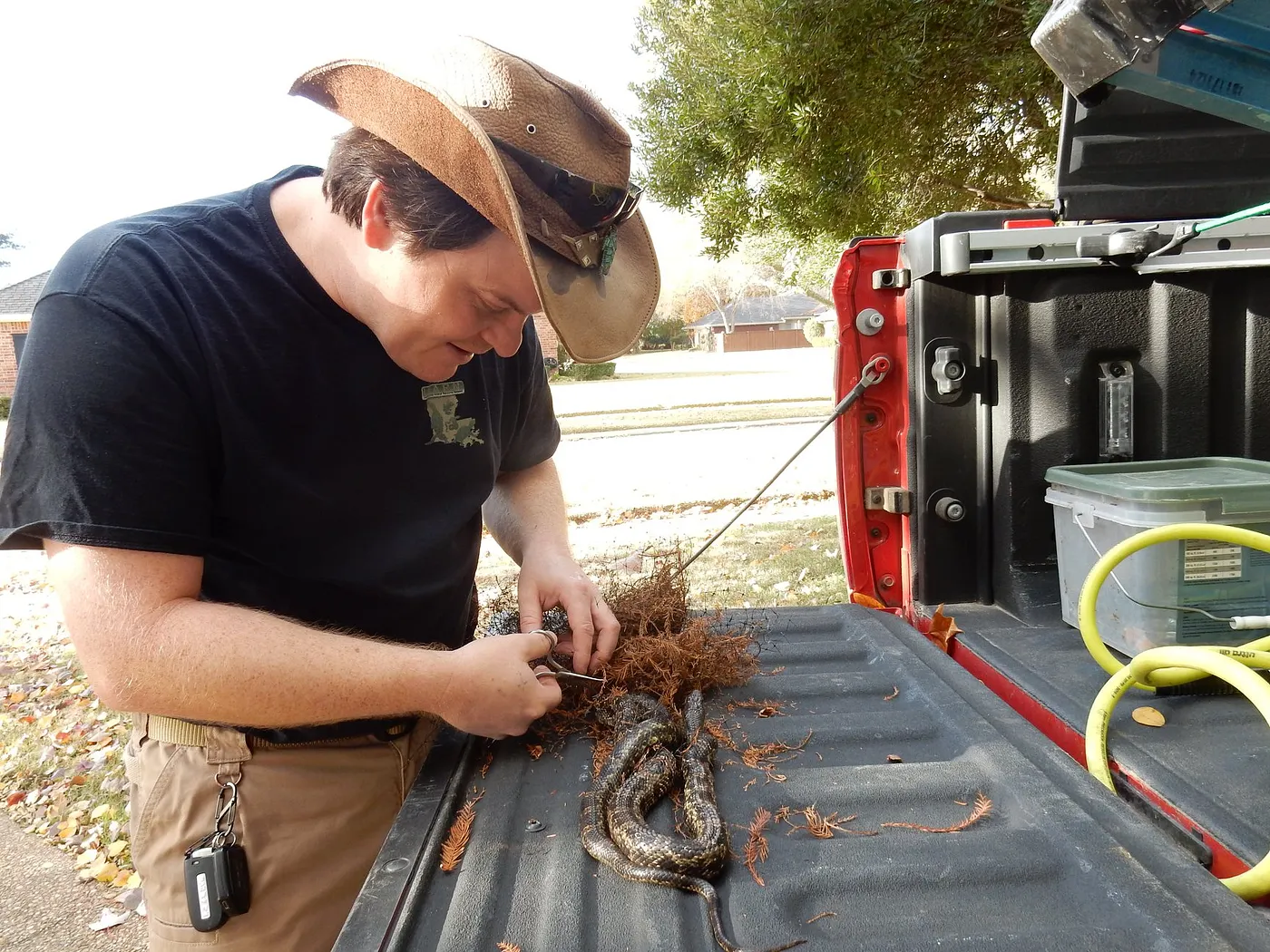 The author extracting a snake from garden netting