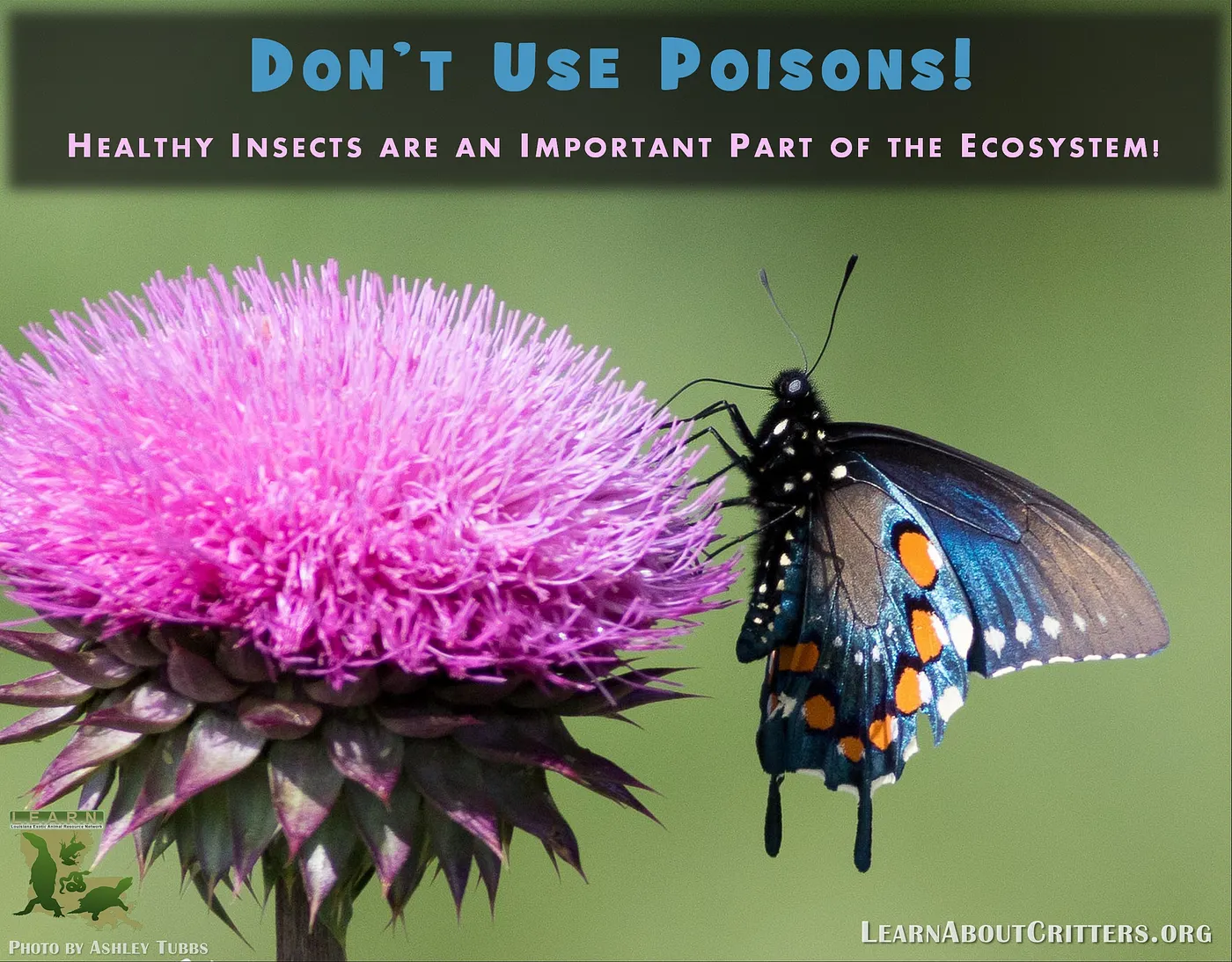 Don’t use poisons: healthy insects are an important part of the ecosystem