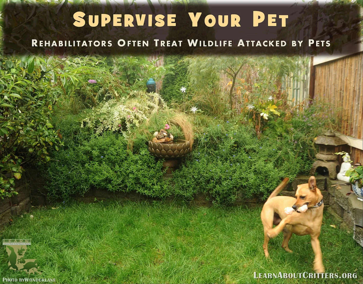 Supervise your pet: rehabilitators often treat wildlife attacked by pets