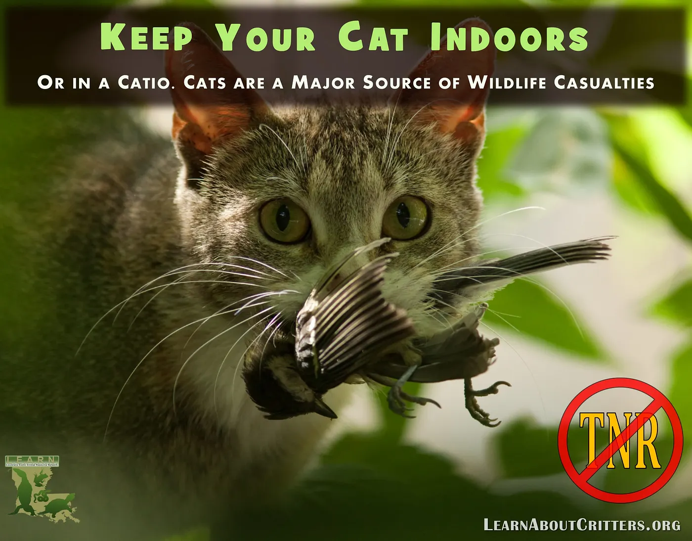 Keep your cat indoors or in a catio: cats are a major source of wildlife casualties