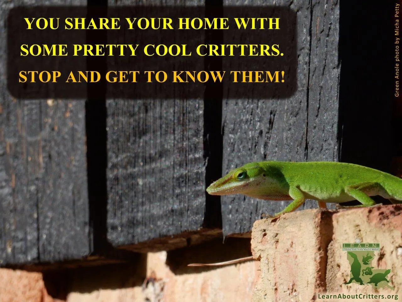 Green Anole beside text encouraging viewers to get to know the critters sharing their home