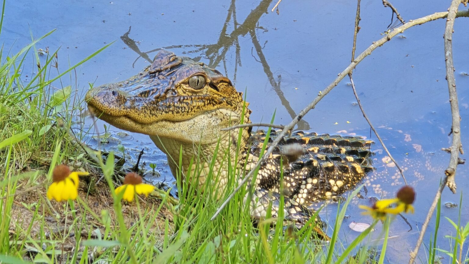 An alligator resting at the edge of a wetland.