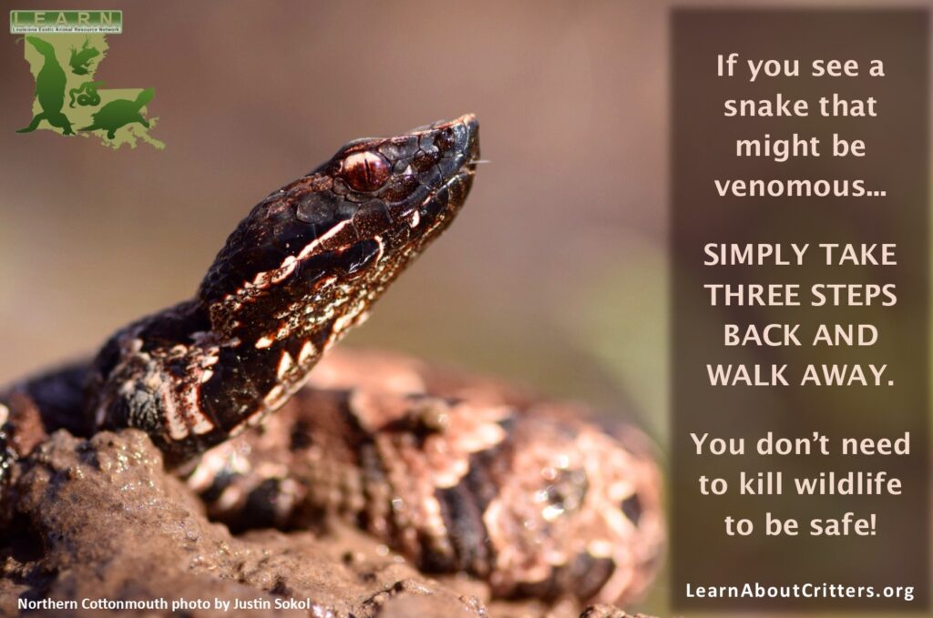 Venomous Cottonmouth