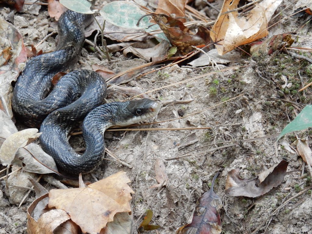 A dark-colored snake moving through leaf litter.