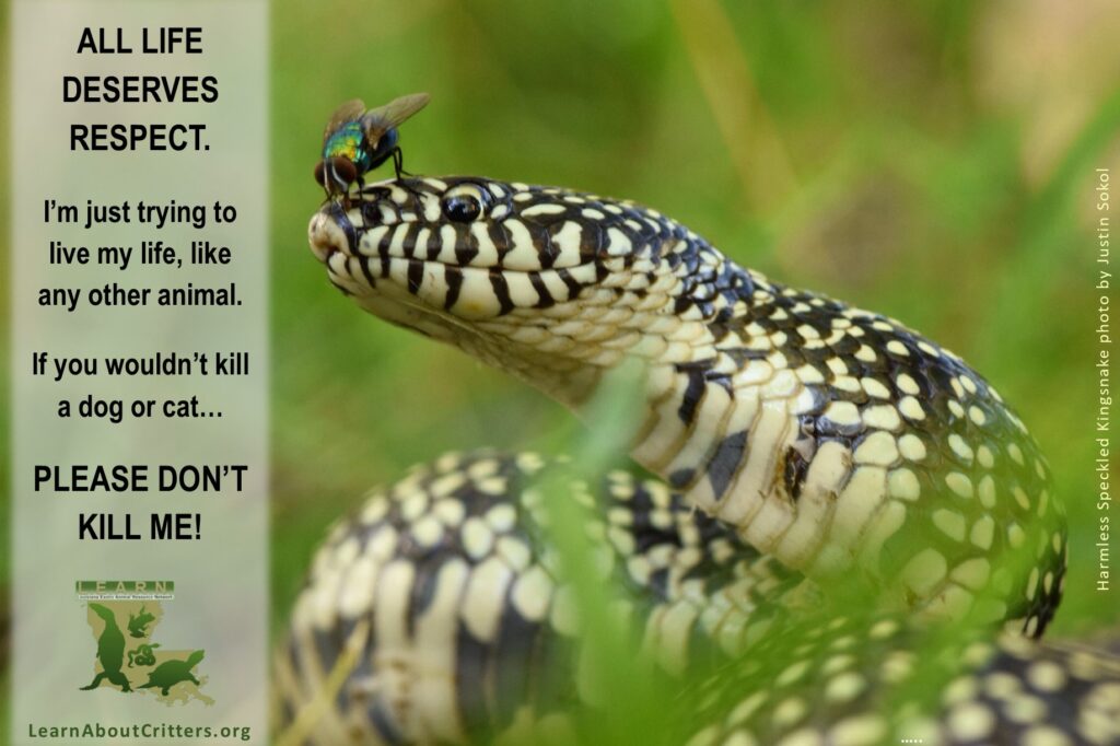 Photo of Speckled Kingsnake with a message that All Life Deserves Respect