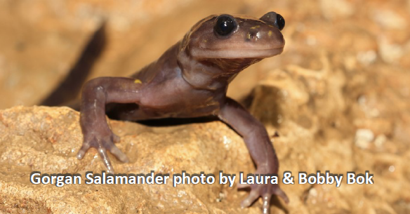Gorgan Salamander photo by Laura & Bobby Bok