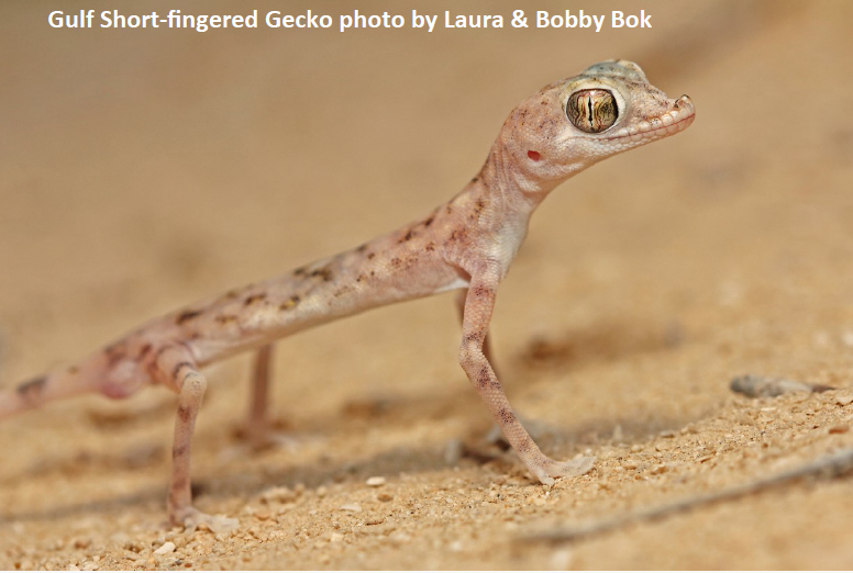Gulf Short fingered Gecko photo by Laura & Bobby Bok