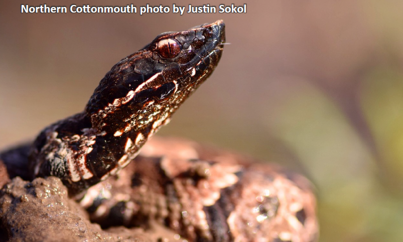 Northern Cottonmouth photo by Justin Sokol