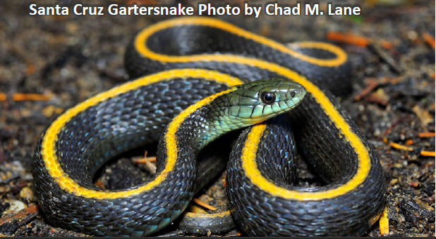Santa Cruz Gartersnake Photo by Chad M. Lane