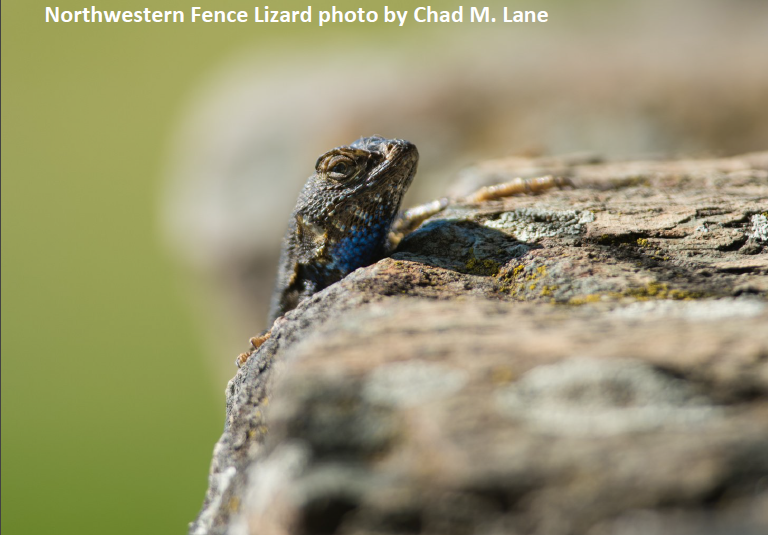 Northwestern Fence Lizard photo by Chad M. Lane
