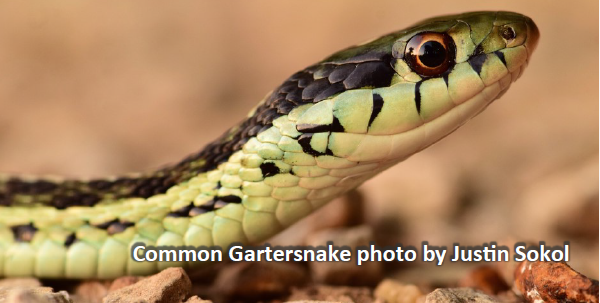 Common Gartersnake photo by Justin Sokol