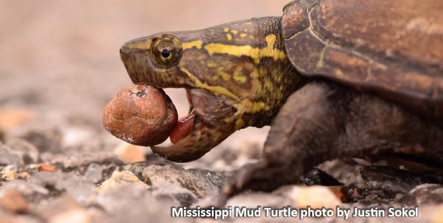 Mississippi Mud Turtle photo by Justin Sokol