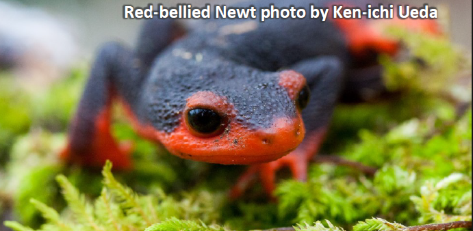 Red-bellied Newt photo by Ken-ichi Ueda