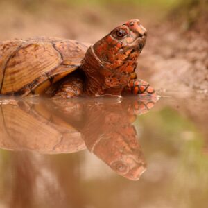 Certified Herpetological Guide