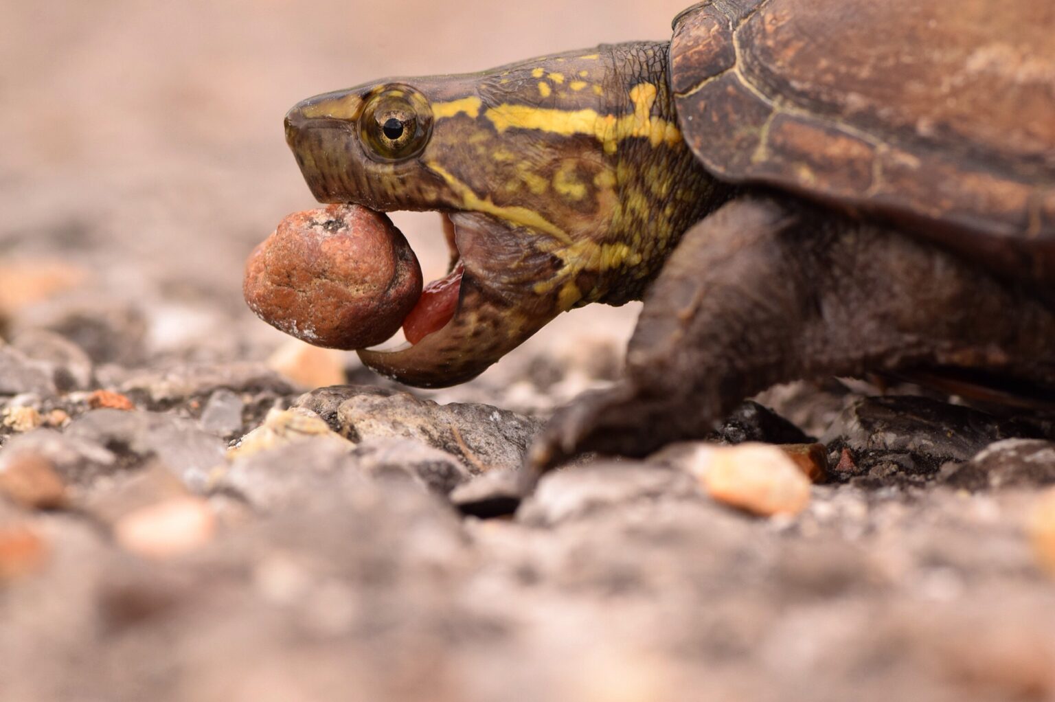 A musk turtle at ground level on gravel, mouth open, its tongue and jaws visible in close profile.