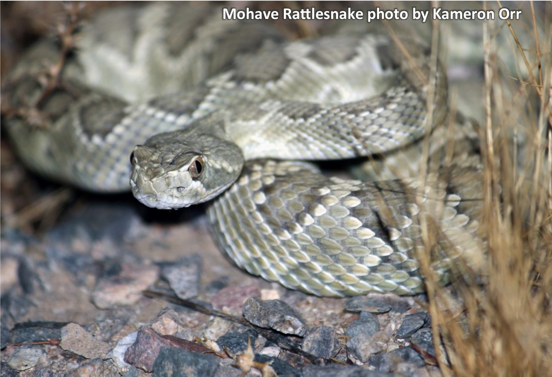 Mohave Rattlesnake. Photo by Kameron Orr.