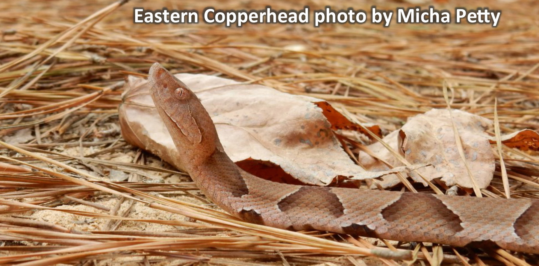 Eastern Copperhead. Photo by Micha Petty.