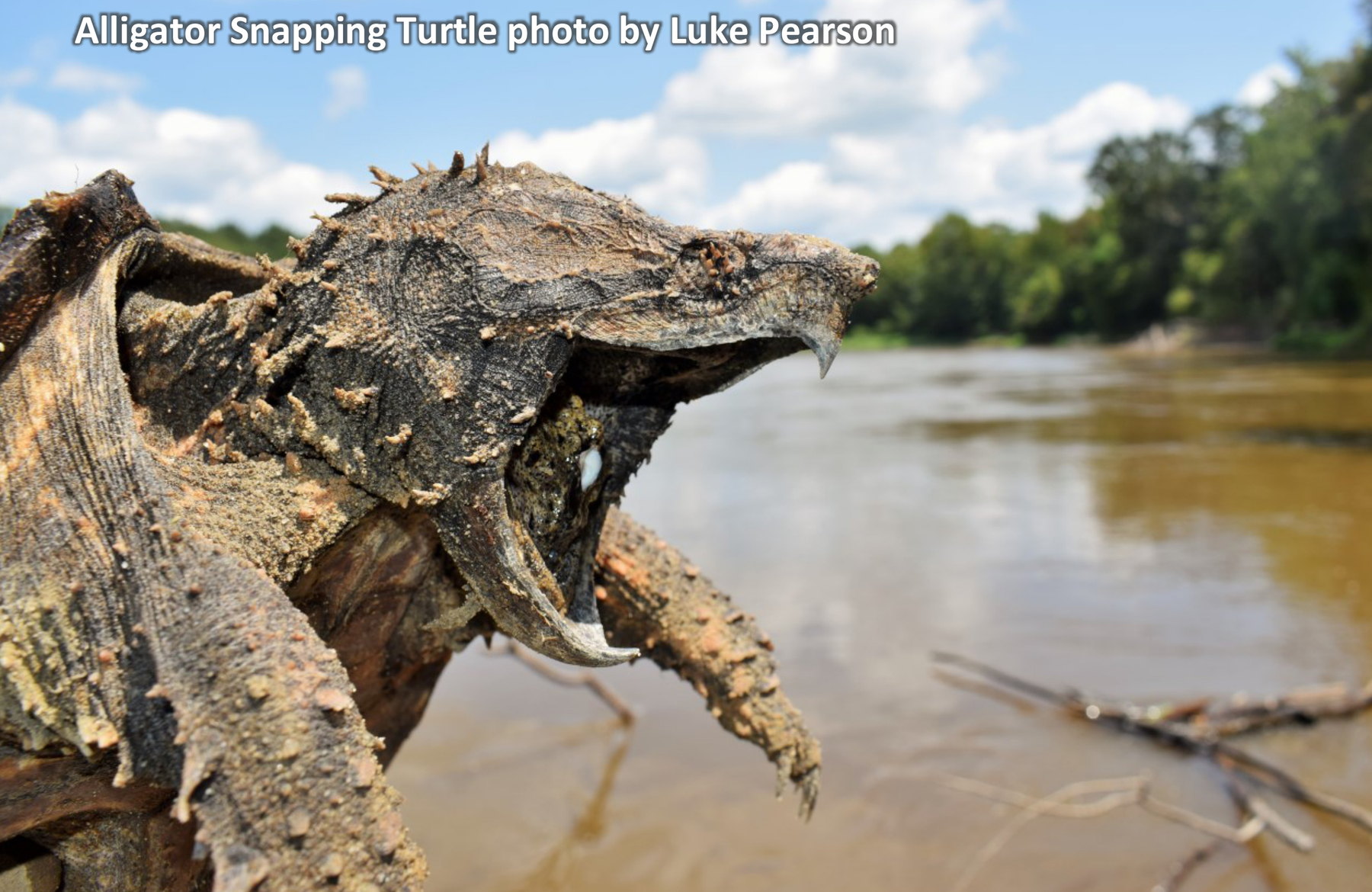 Alligator Snapping Turtle. Photo by Luke Pearson.