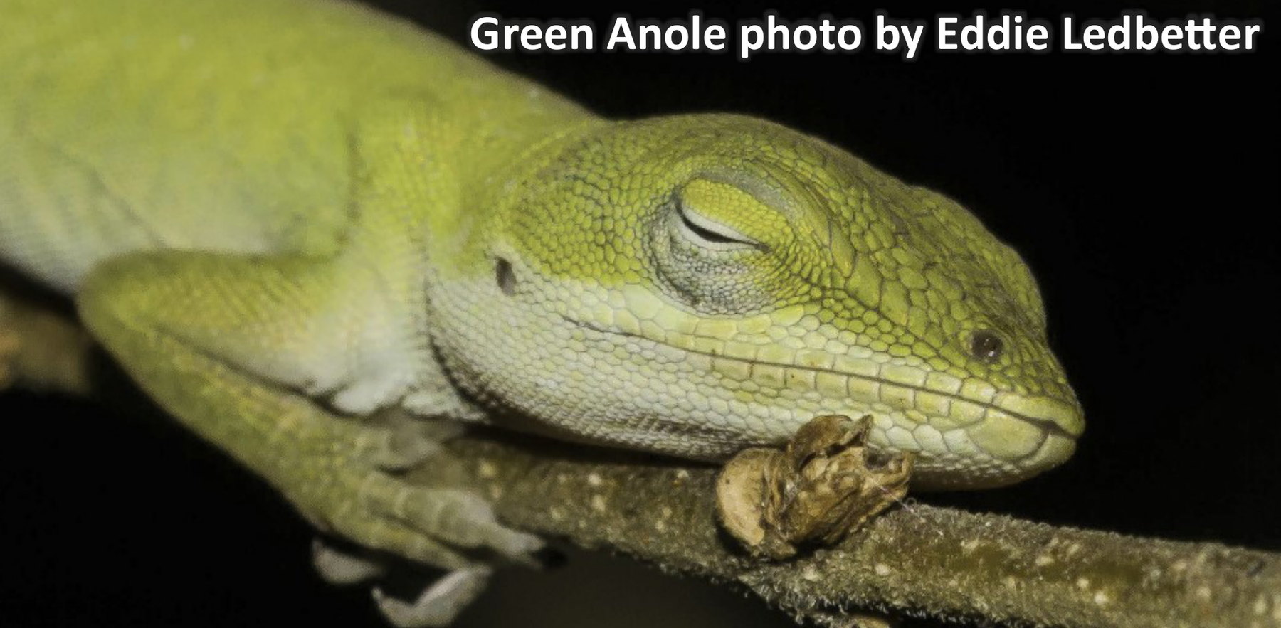 Green Anole. Photo by Eddie Ledbetter.