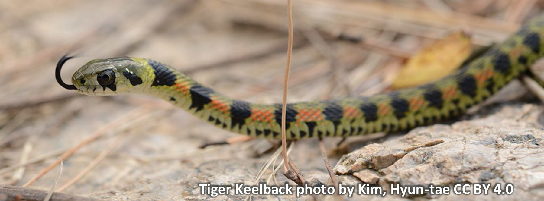 Tiger Keelback. Photo by Kim, Hyun-tae CC BY 4.0.