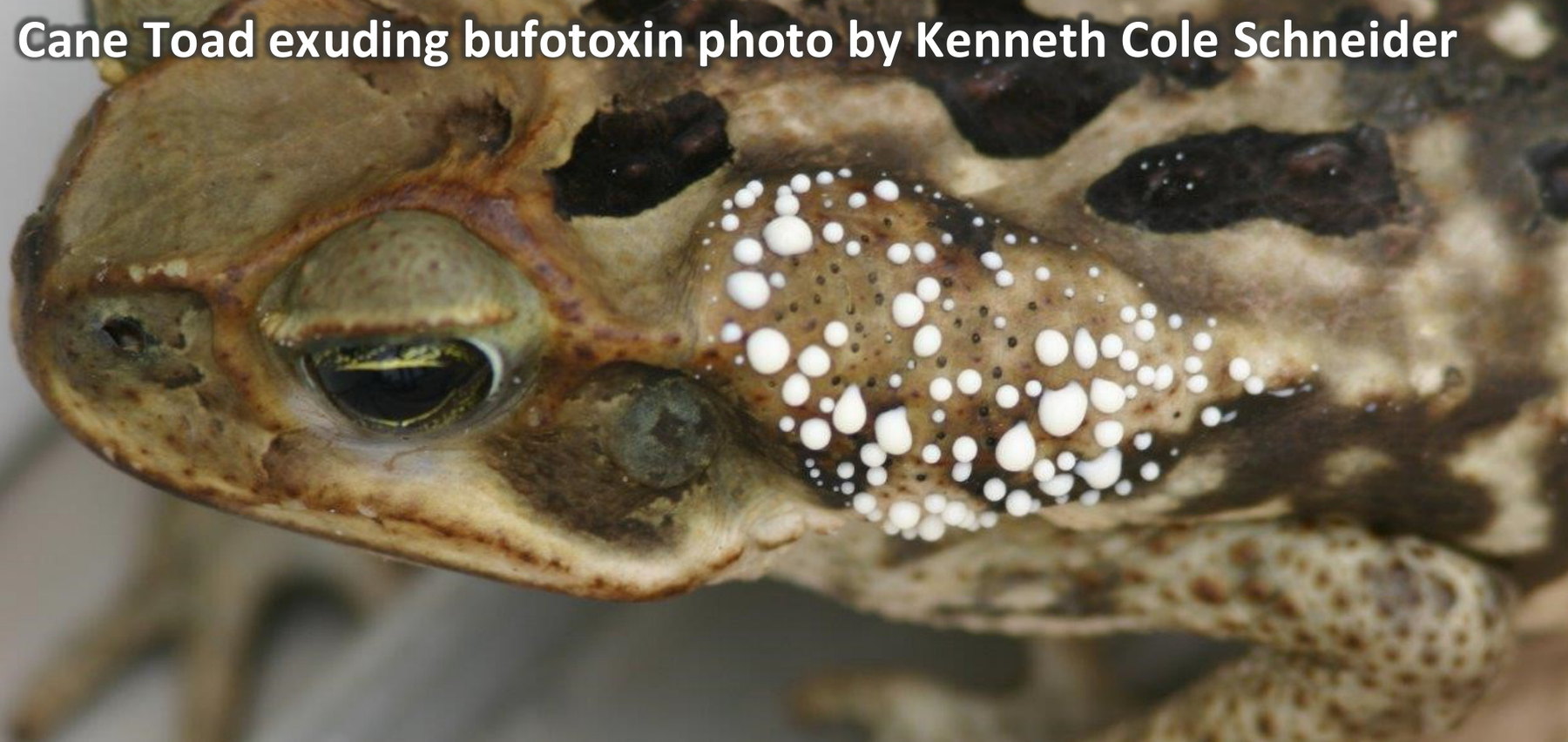 Cane Toad exuding bufotoxin. Photo by Kenneth Cole Schneider.