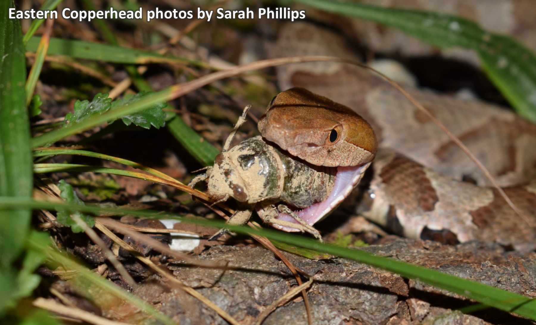 Eastern Copperhead. Photo by Sarah Phillips.