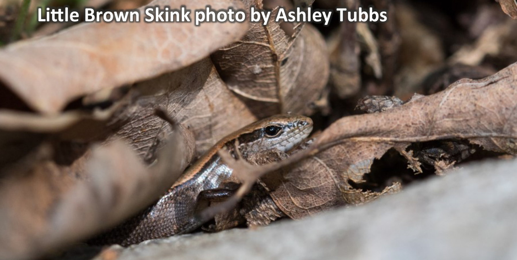 Little Brown Skink. Photo by Ashley Tubbs.