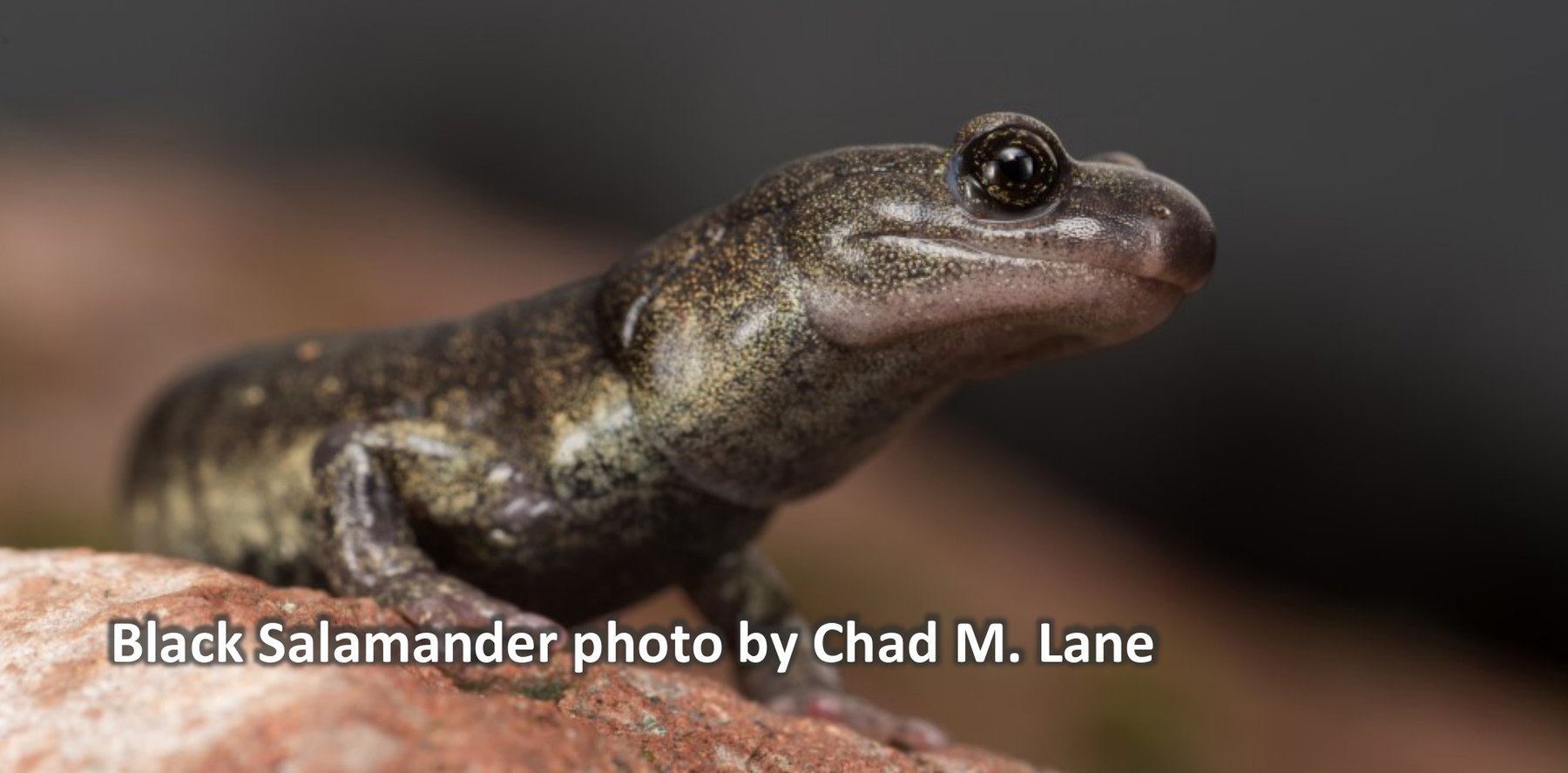 Black Salamander. Photo by Chad M. Lane.